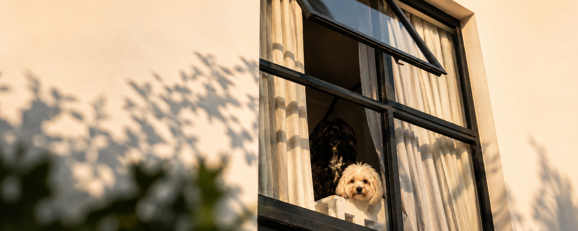 Sparkle and Stormi waiting for me to come home...